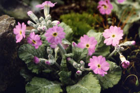 Primula frondosa